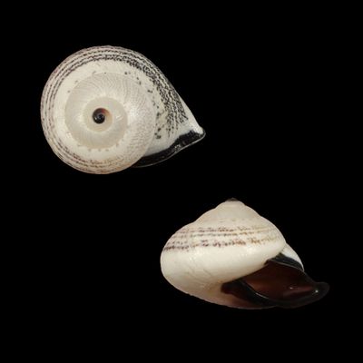 Rhynchotrochus fridolina