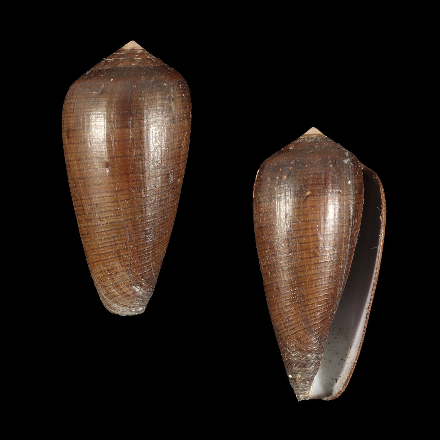 Darioconus vezoi