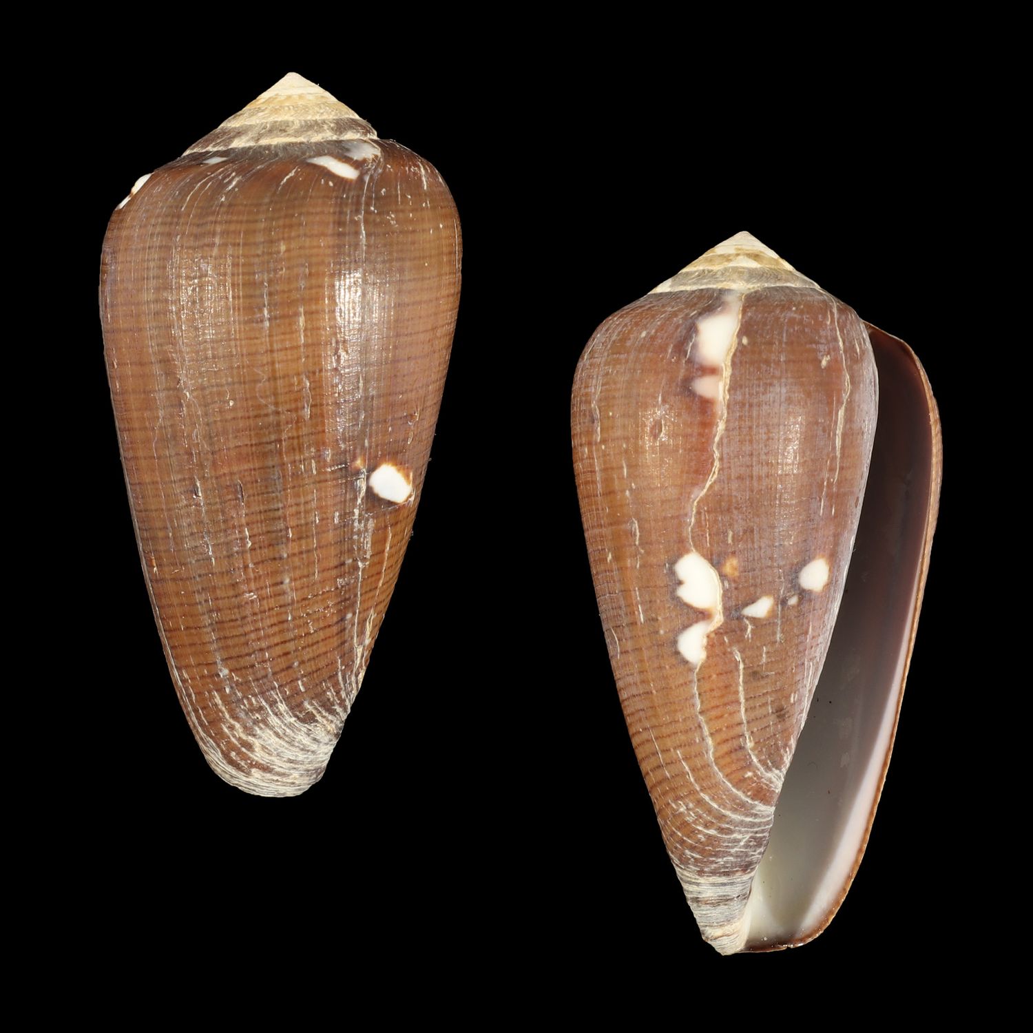 Darioconus vezoi