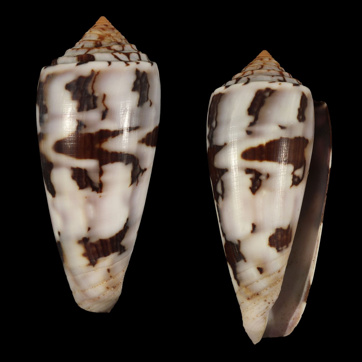Pionoconus gubernator