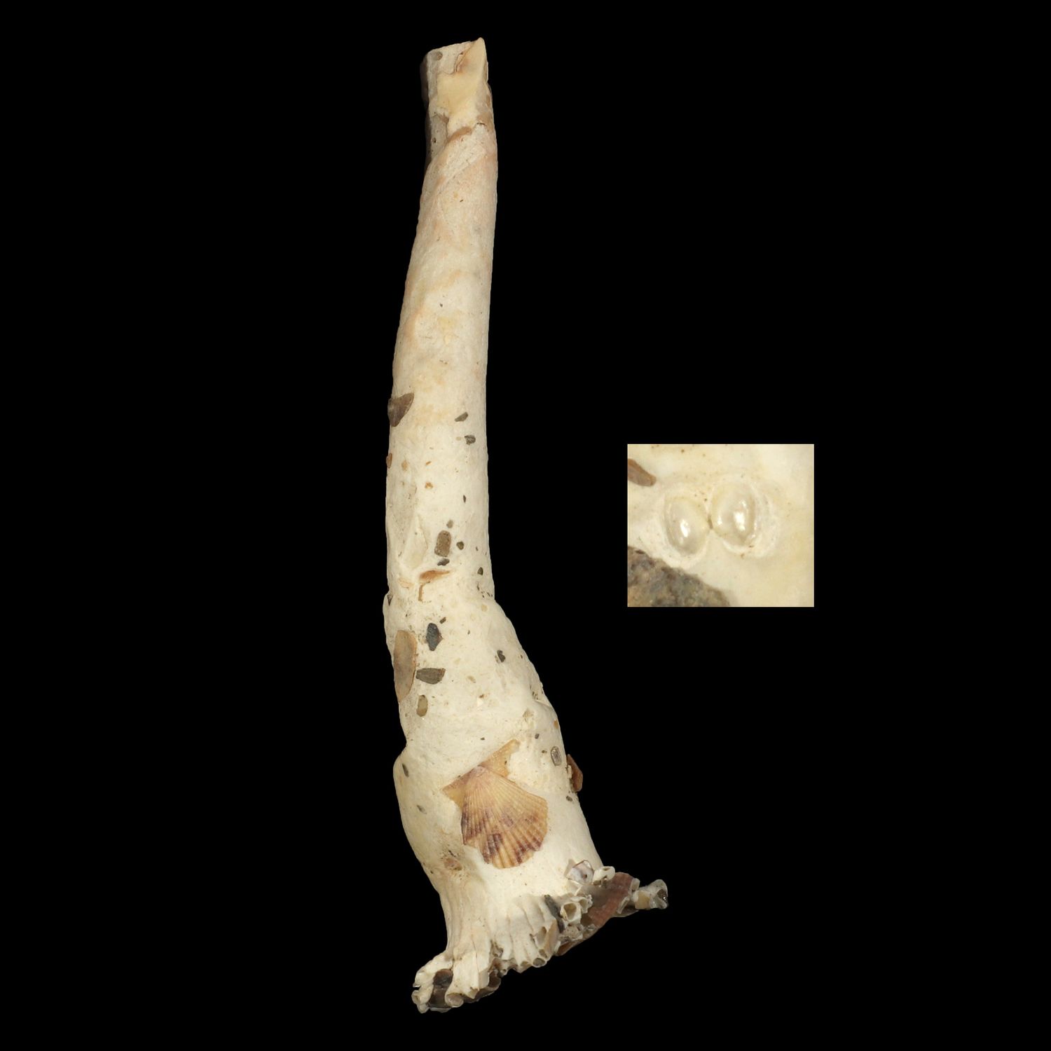 Verpa philippinensis