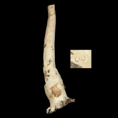 Verpa philippinensis