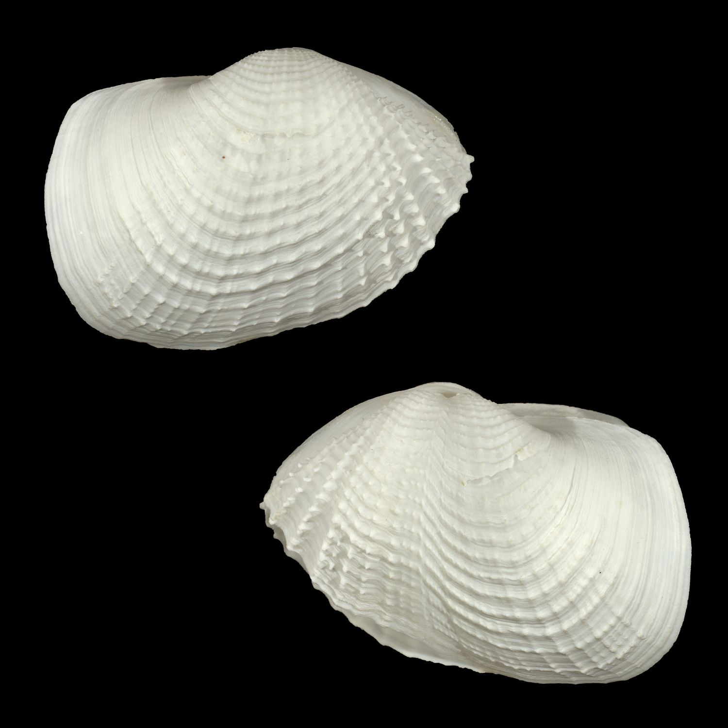 Barnea dilatata