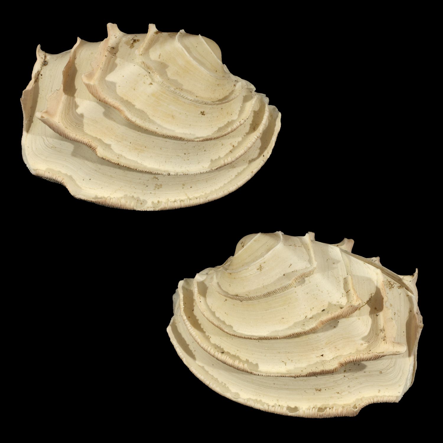 Bassina disjecta