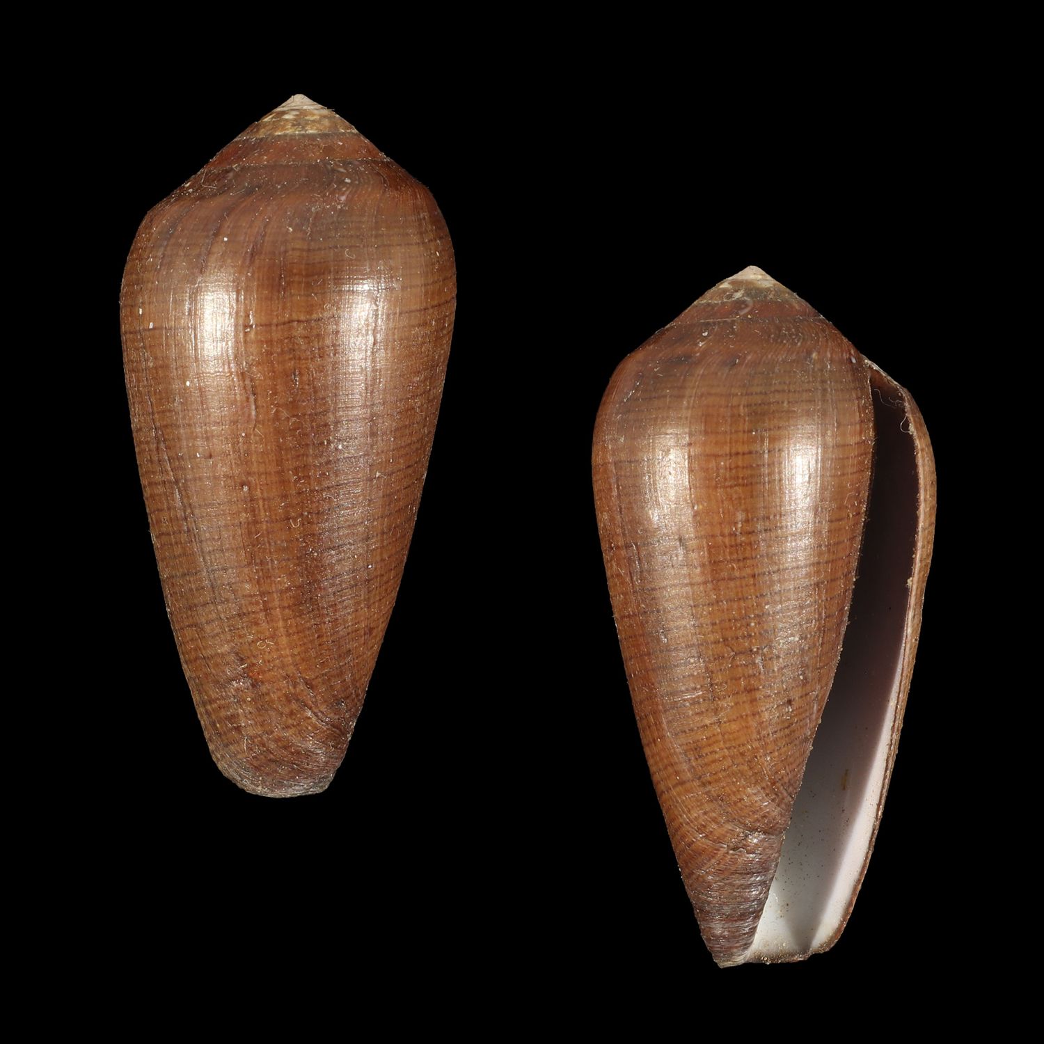 Darioconus vezoi