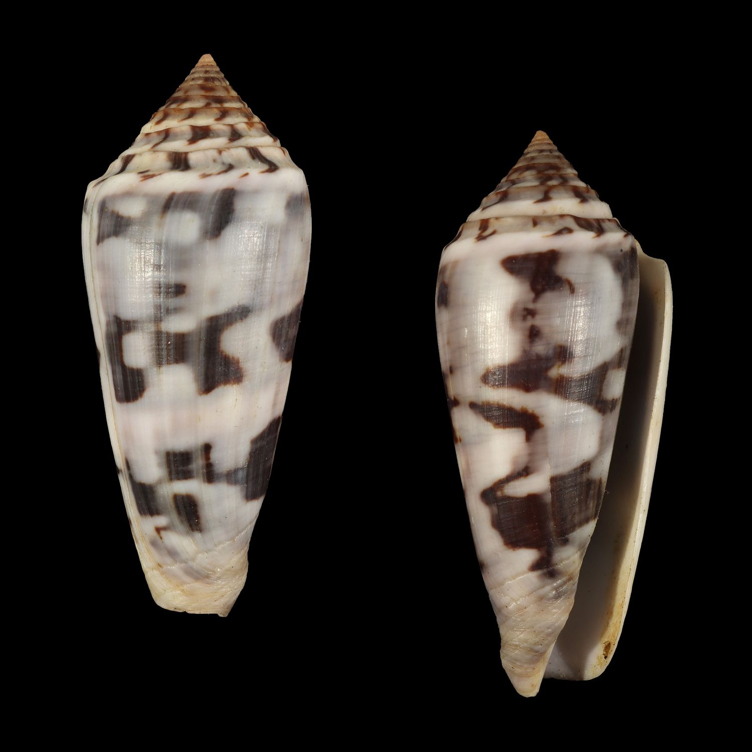 Pionoconus gubernator