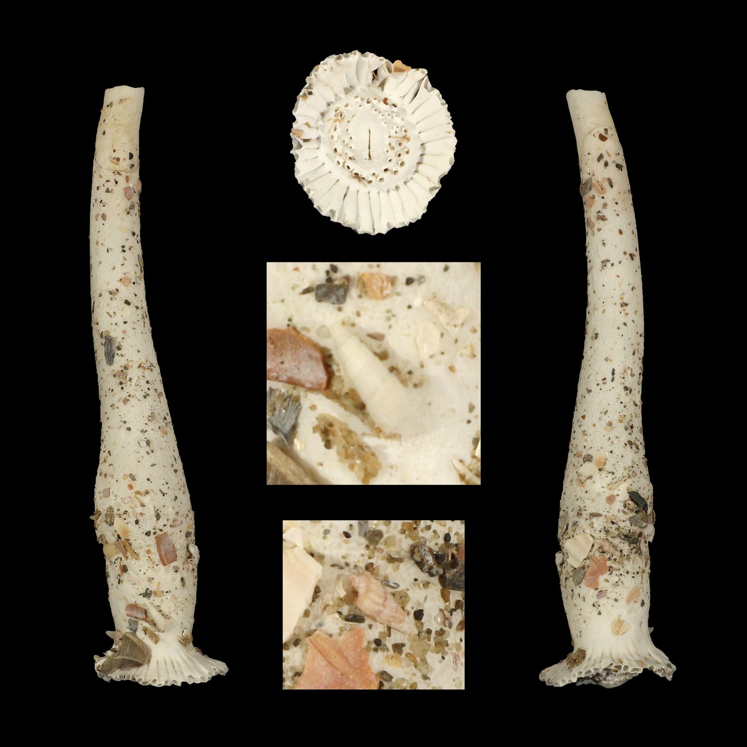 Verpa philippinensis