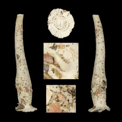 Verpa philippinensis