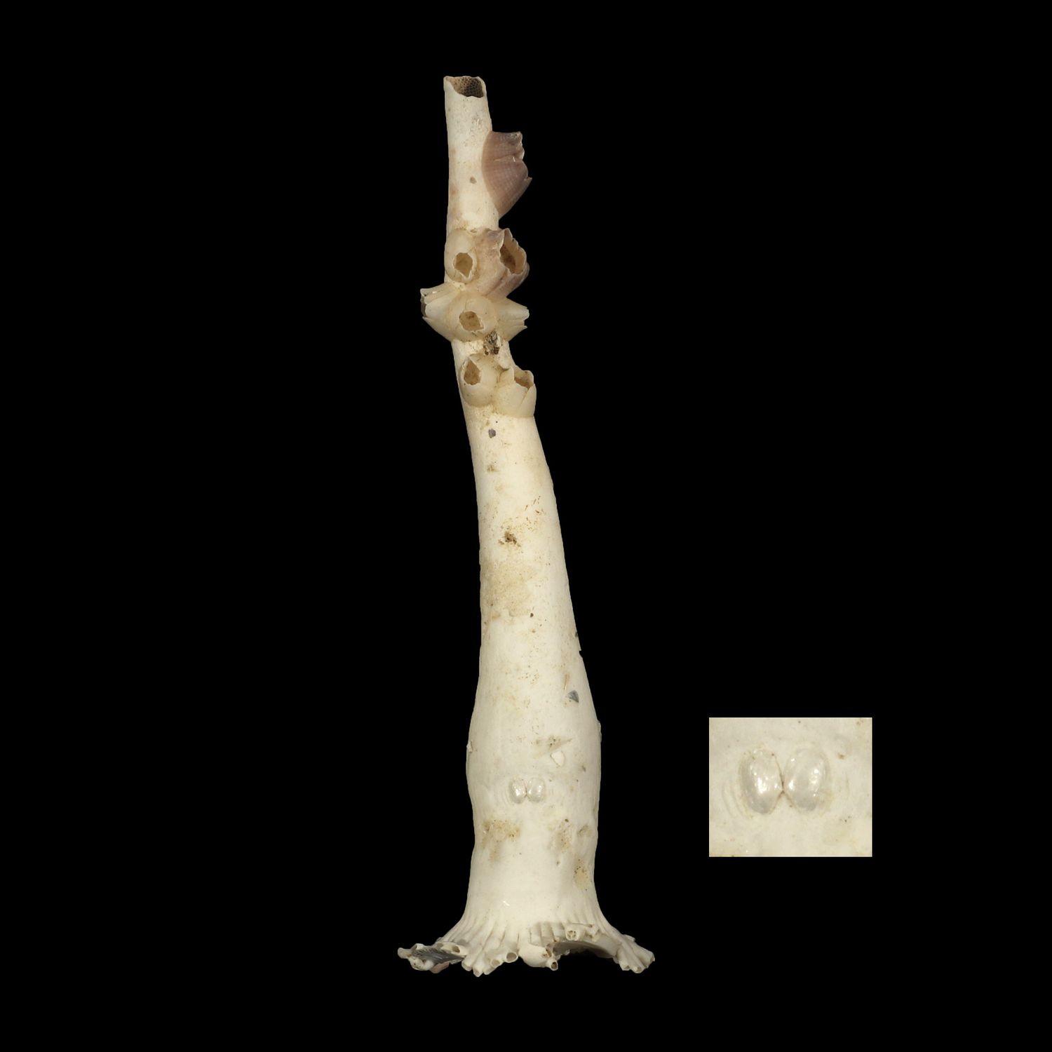 Verpa philippinensis