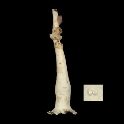 Verpa philippinensis