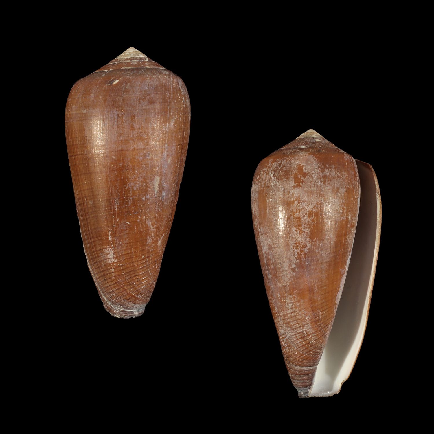 Darioconus vezoi