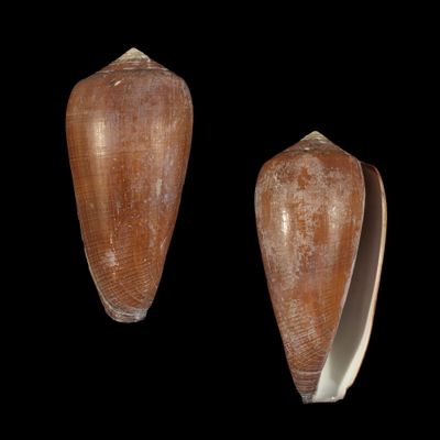 Darioconus vezoi