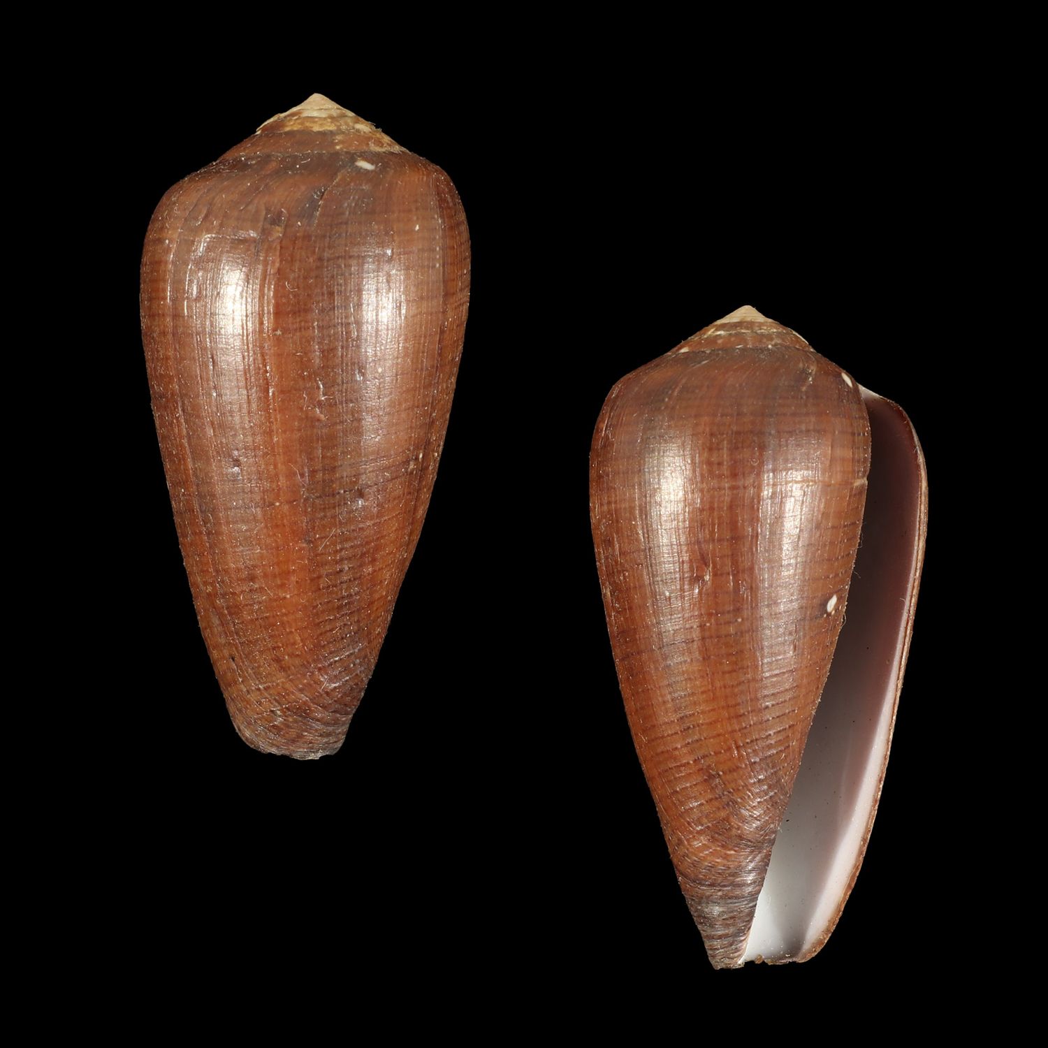 Darioconus vezoi