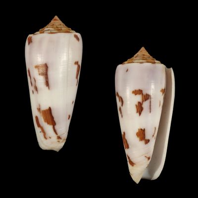 Pionoconus gubernator