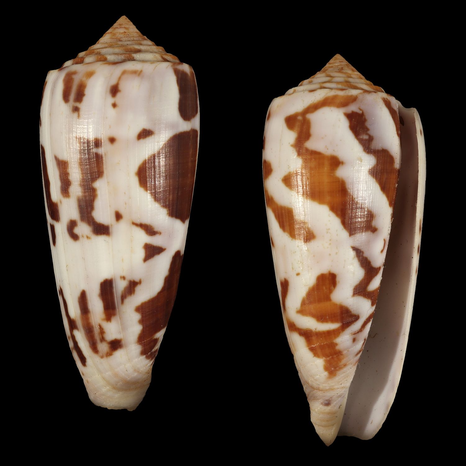 Pionoconus gubernator