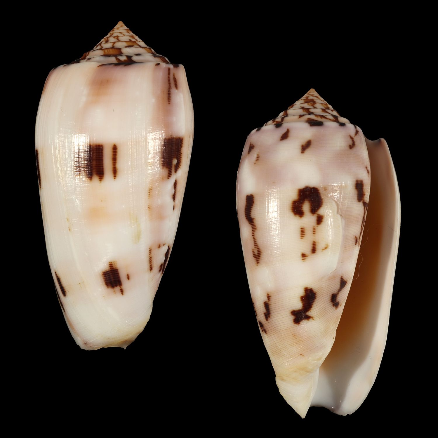 Pionoconus floridus