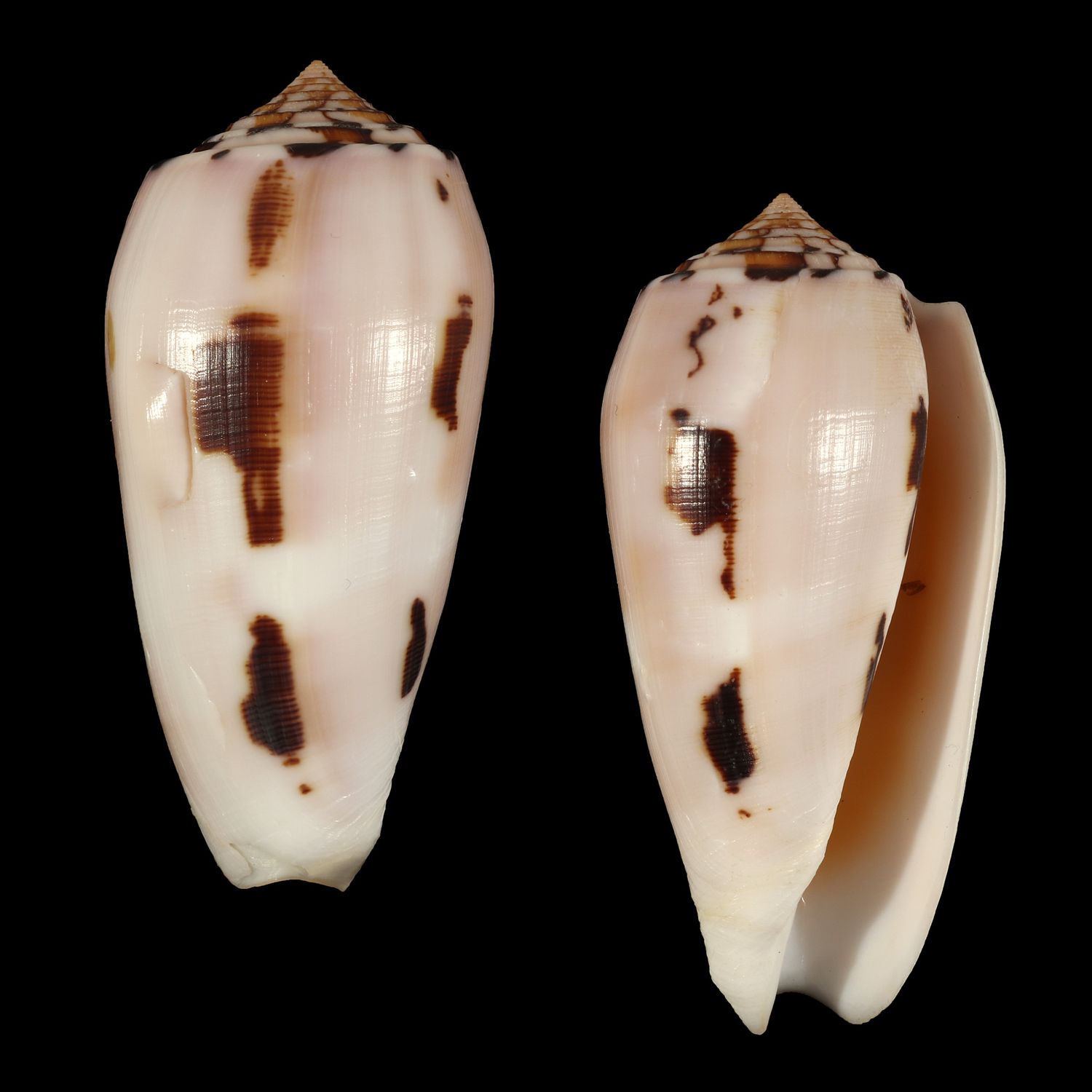 Pionoconus floridus