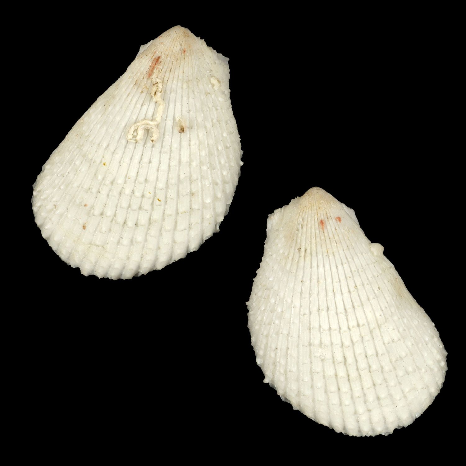 Lima lima vulgaris