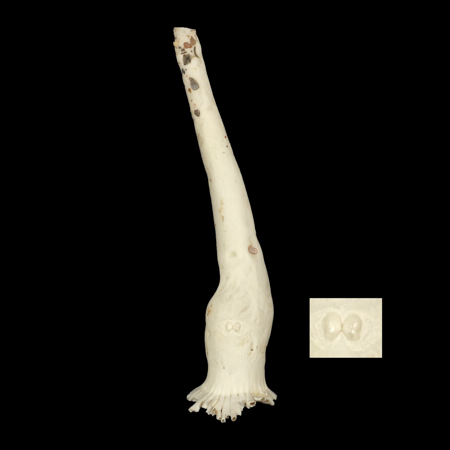 Verpa philippinensis