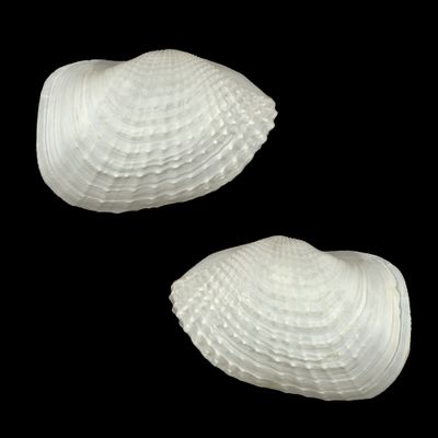 Barnea dilatata