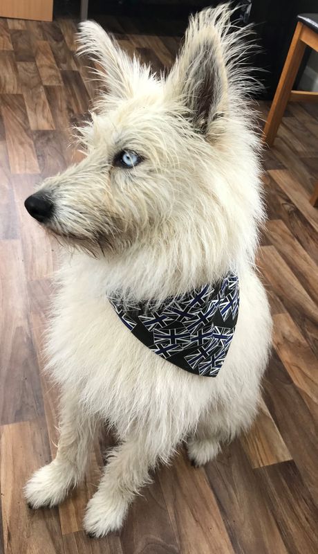 Thin Blue Line Dog Bandanas Thin Blue Line Dog Bandanas