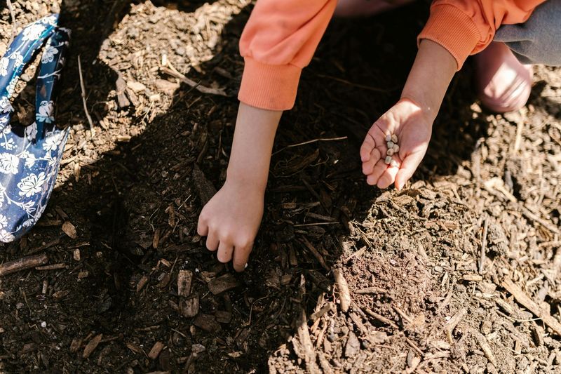Top Soil