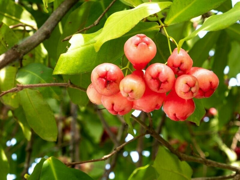 3D2N Taiping, Ipoh + Fruit Farm Experience 3D2N Taiping, Ipoh + Fruit Farm Experience