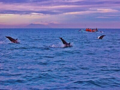 4D3N Bali Dolphin