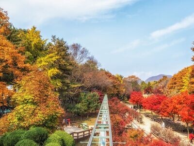 5D4N Delightful South Korea | Muslim