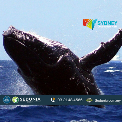 5D4N Sydney + Whale Watching Cruise + Taronga Zoo