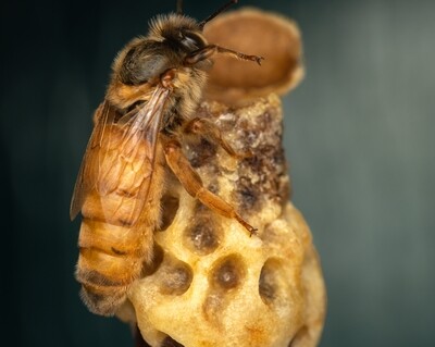 Племенная матки Элгон (варроаустойчивые пчелы )