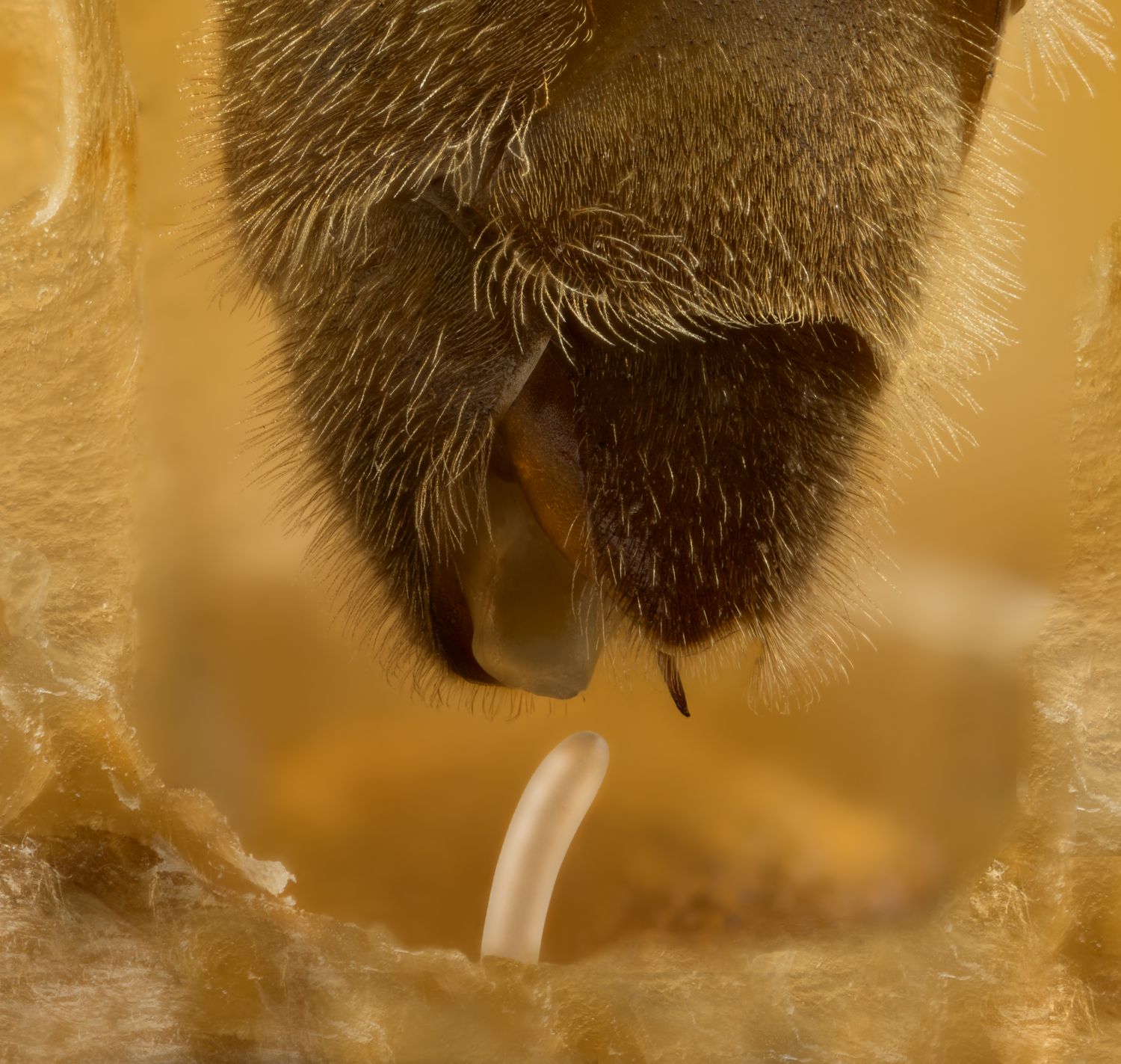 Зимовалая матка ИО F0 на  конец мая - начало июня  2026 г Праздничная скидка !