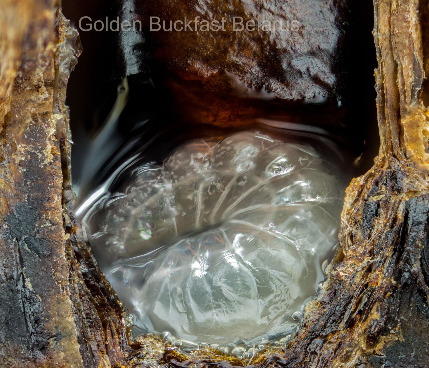 Зимовалая матка ИО F0 на  конец мая - начало июня  2026 г Праздничная скидка !