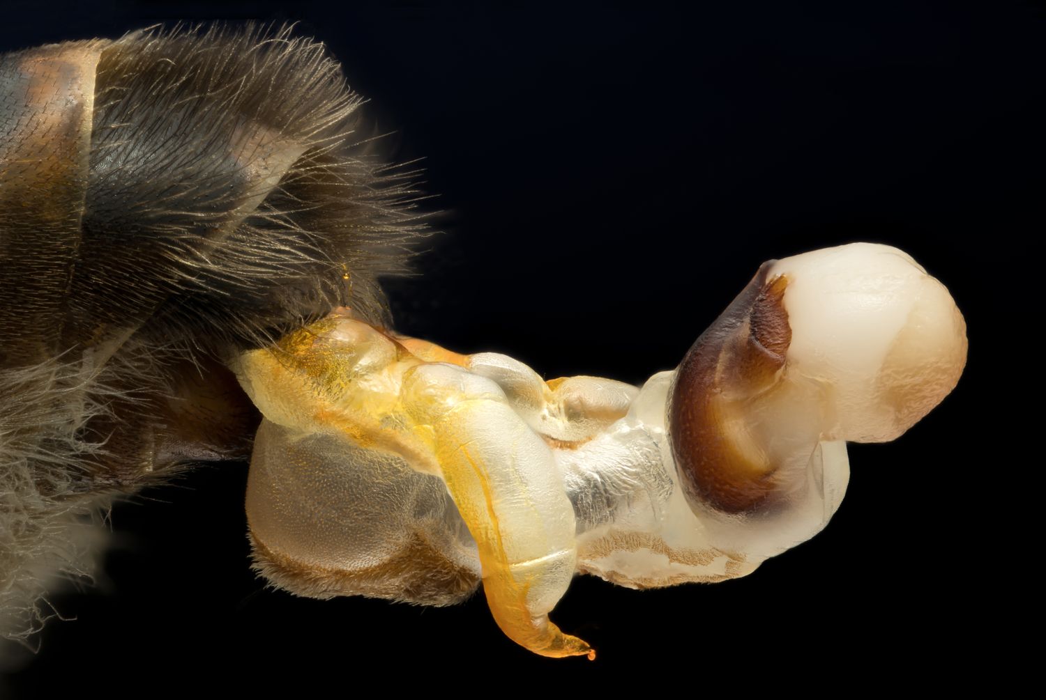 Зимовалая матка ИО F0 на  конец мая - начало июня  2026 г Праздничная скидка !