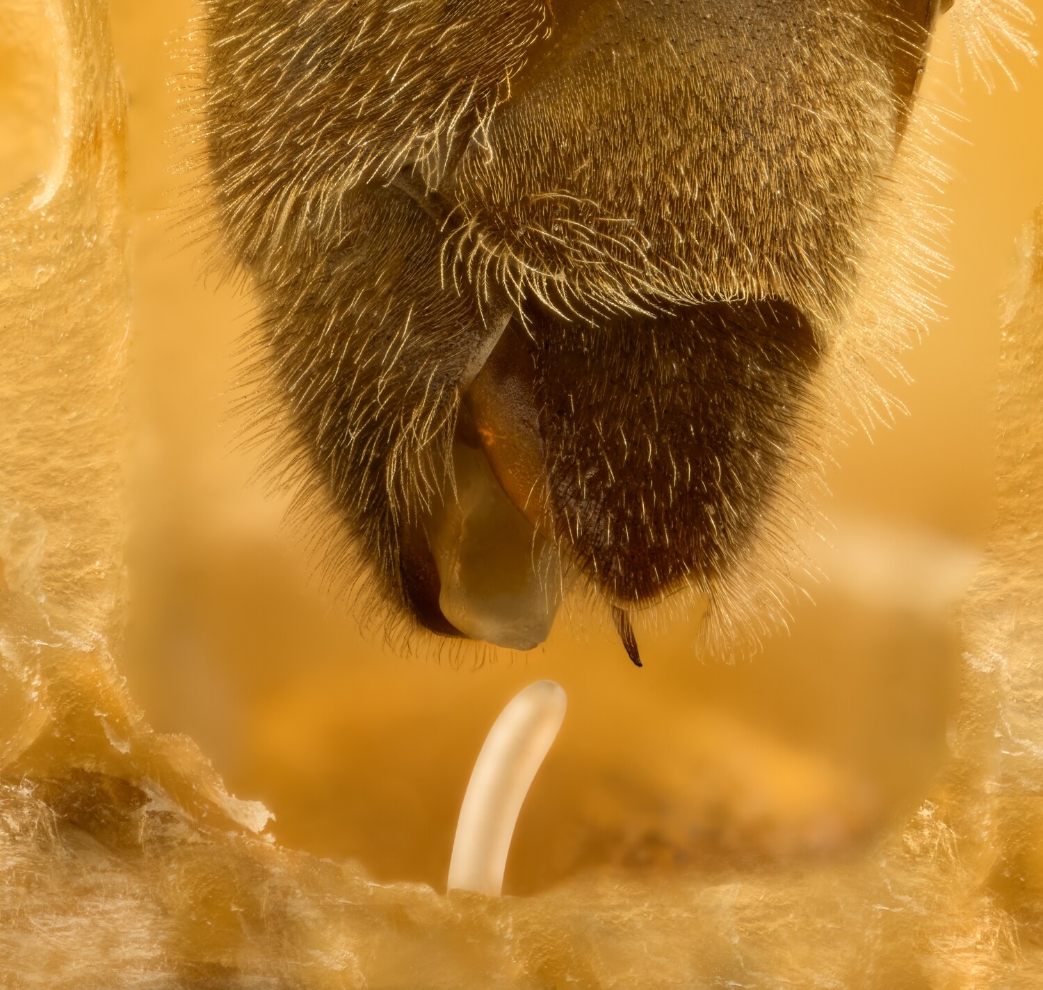 Матка ИО, F0 на июль 2026 г проверенная на засев. При  оформлении заказа  - выбирайте Беларусь.