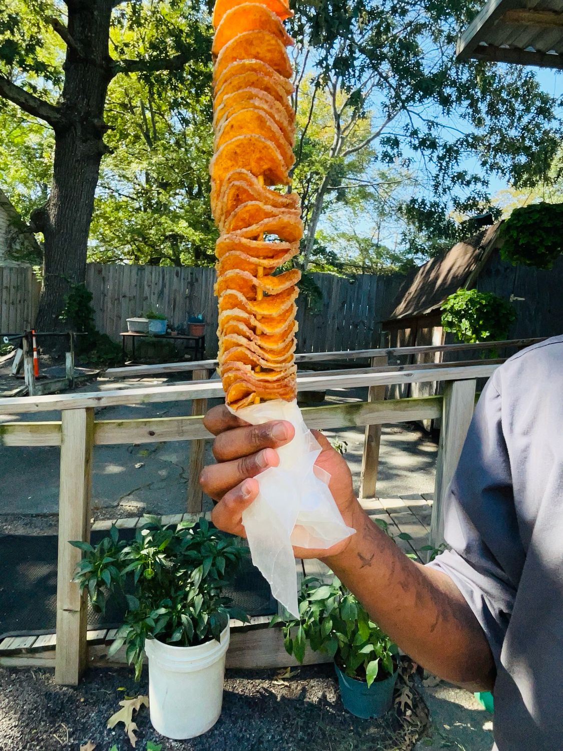 Twisted Sweet Potato Twisted Sweet Potato