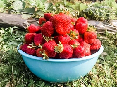25 Seascape Bare-Root Strawberry Plants Including FREE strawberry planting guide and strawberry mini-cookbook