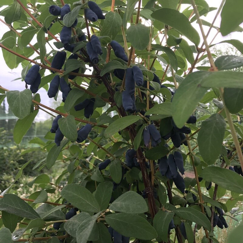 2021 FALL PRESALE: Honeyberry (Haskap) Bushes