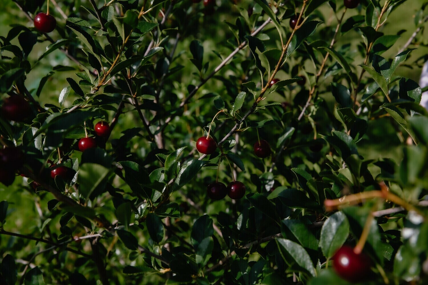2021 Fall Presale - Cherry Bushes