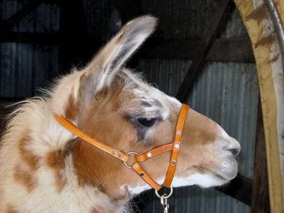 Plain leather halter 1/2&quot; wide
