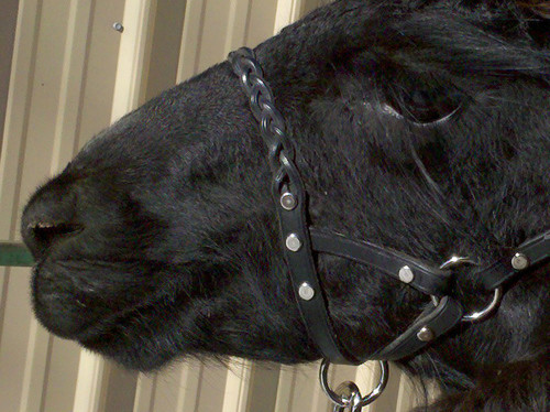 Braid Leather Llama X-Halter