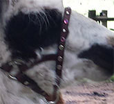 Leather Bling llama fixed ring Halter