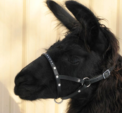 Leather llama Halter with round spots