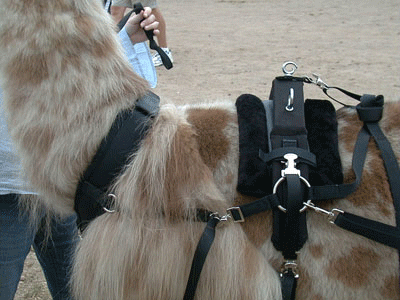 Llama driving harness and accessories