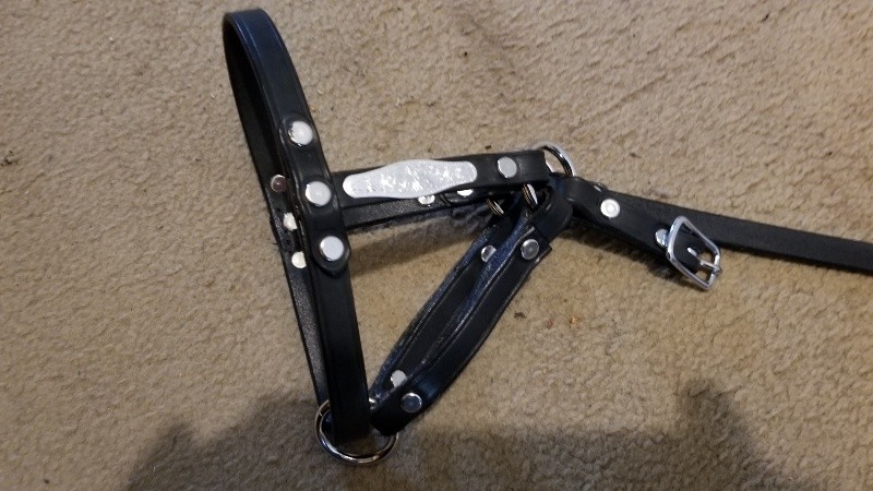 Bold concho leather halter