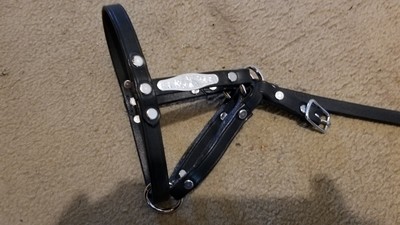 Bold concho leather halter