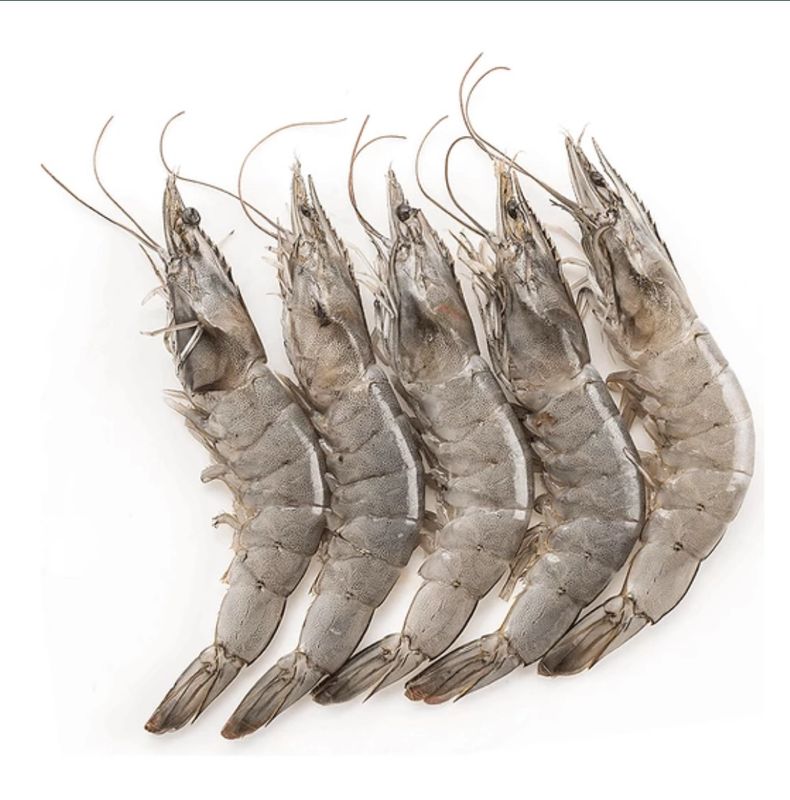 WHITE SHRIMP HOSO 50/60 - (26.4 LBS)