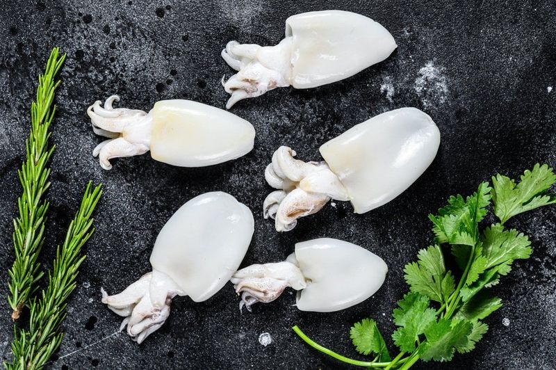 cuttlefish