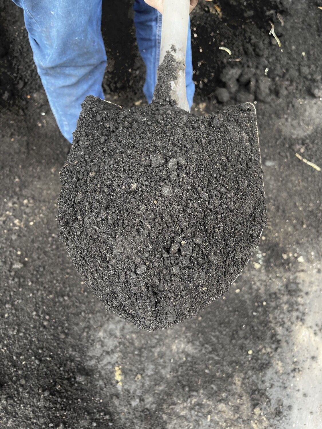 Peat moss for black water