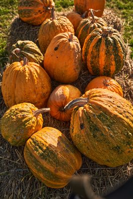 Pumpkins